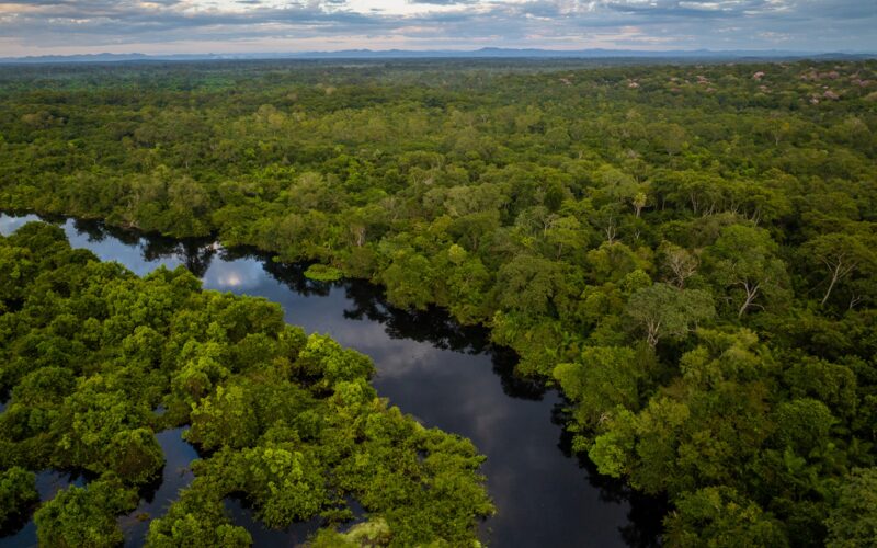 Forests and Wetlands